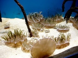 Jellyfish in Bausan Aquarium - Busan (Pusan) City South Korea