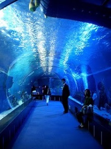 Bausan Aquarium underwater tunnel - Busan (Pusan) City South Korea